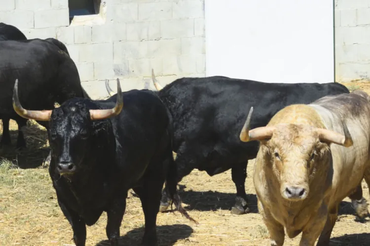 Imagen para: Los toros de Fuente Ymbro desembarcan en Pamplona para los Sanfermines