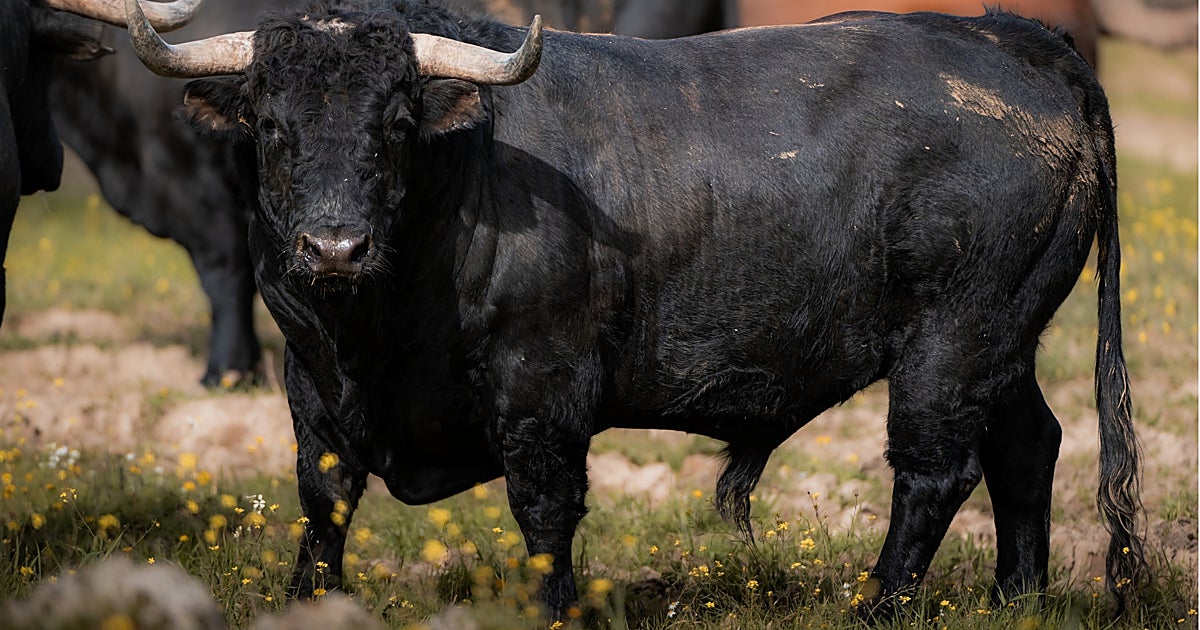 Imagen para: Triunfo de los ganaderos en Europa: el toro de lidia en la PAC