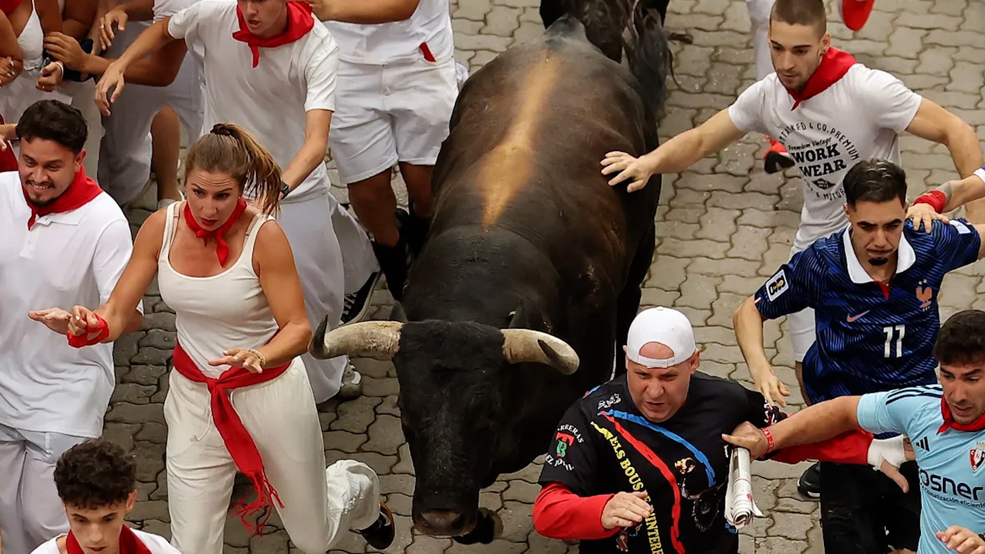 Imagen para: Séptimo encierro de San Fermín: miuras luchan por el liderazgo
