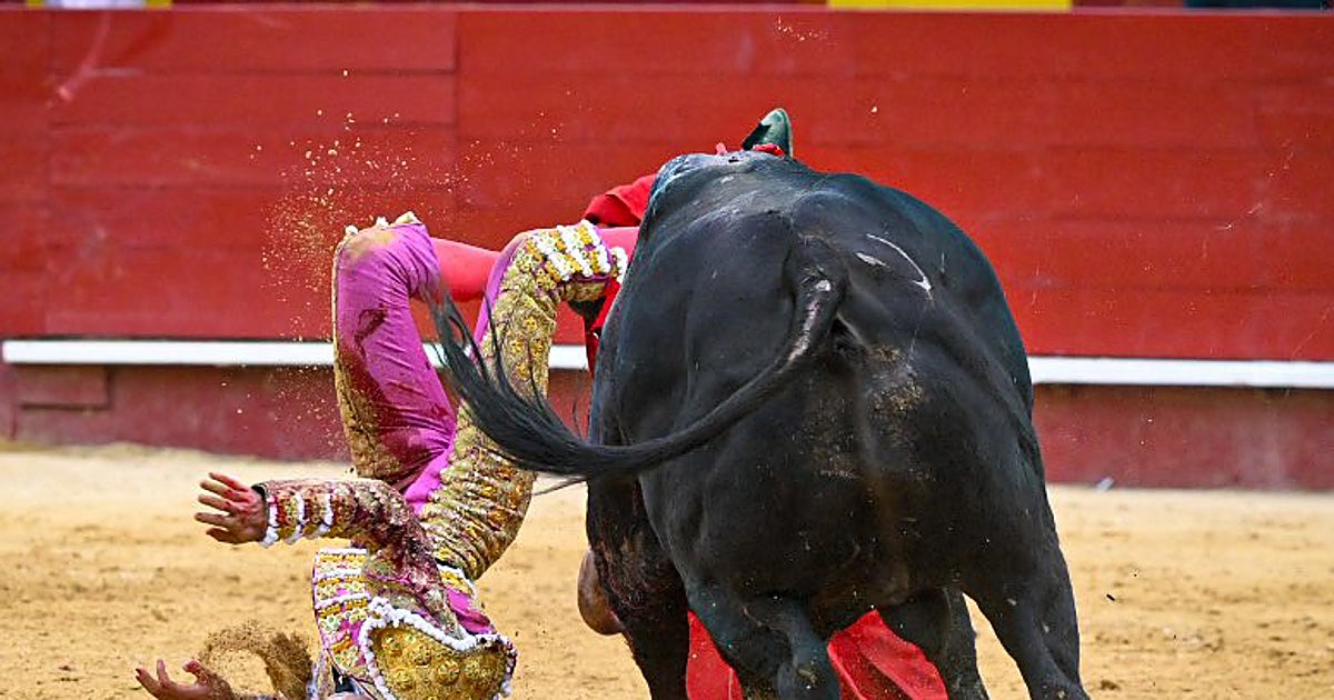 Imagen para: Samuel Navalón y el valor del querer: arrasa con tres orejas en Ayora