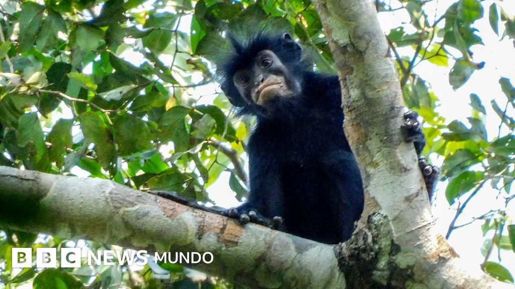 Imagen para: Descubren una nueva especie de mono con labios naranjas en el corazón de África